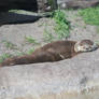 Otter 1