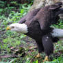 Bald Eagle 4