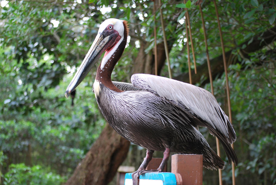 Brown Pelicans 6