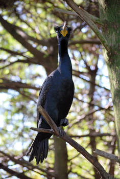 Cormorant
