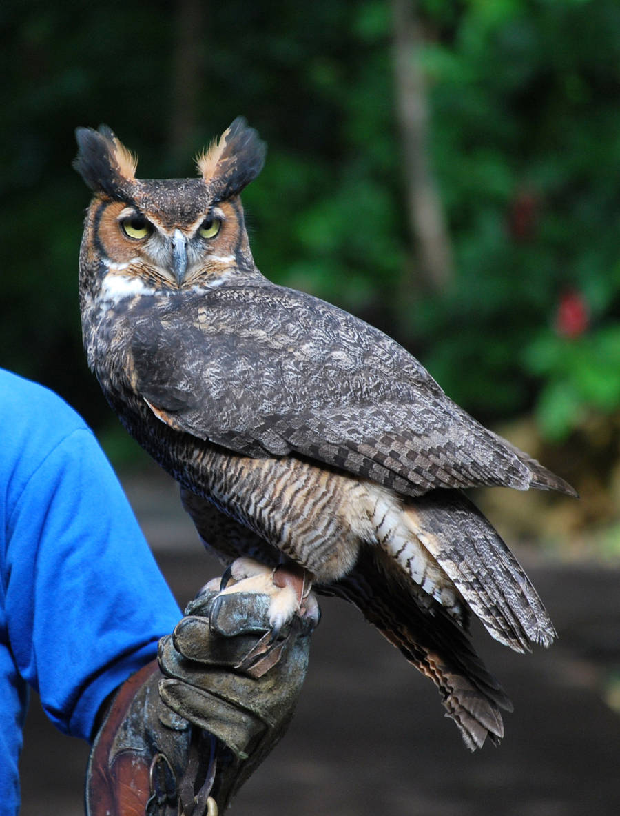 Horned Owl by SBG-CrewStock