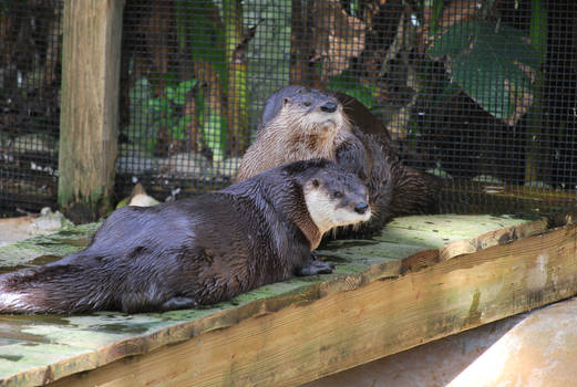 River Otters