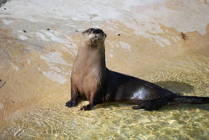 River Otter 4