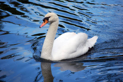 Swan 4