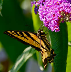 Butterfly Bush, Butterfly Heaven ~