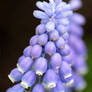 Grape Hyacinth 8