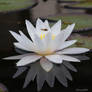 Water Lily 7