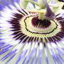 Passiflora caerulea 11