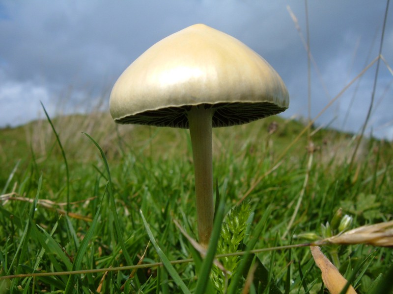 The Mushroom