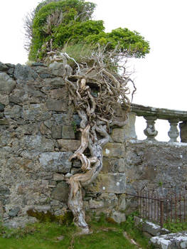 Twisted Tree