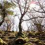 Native forests of Skye