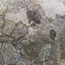 Lichen Map