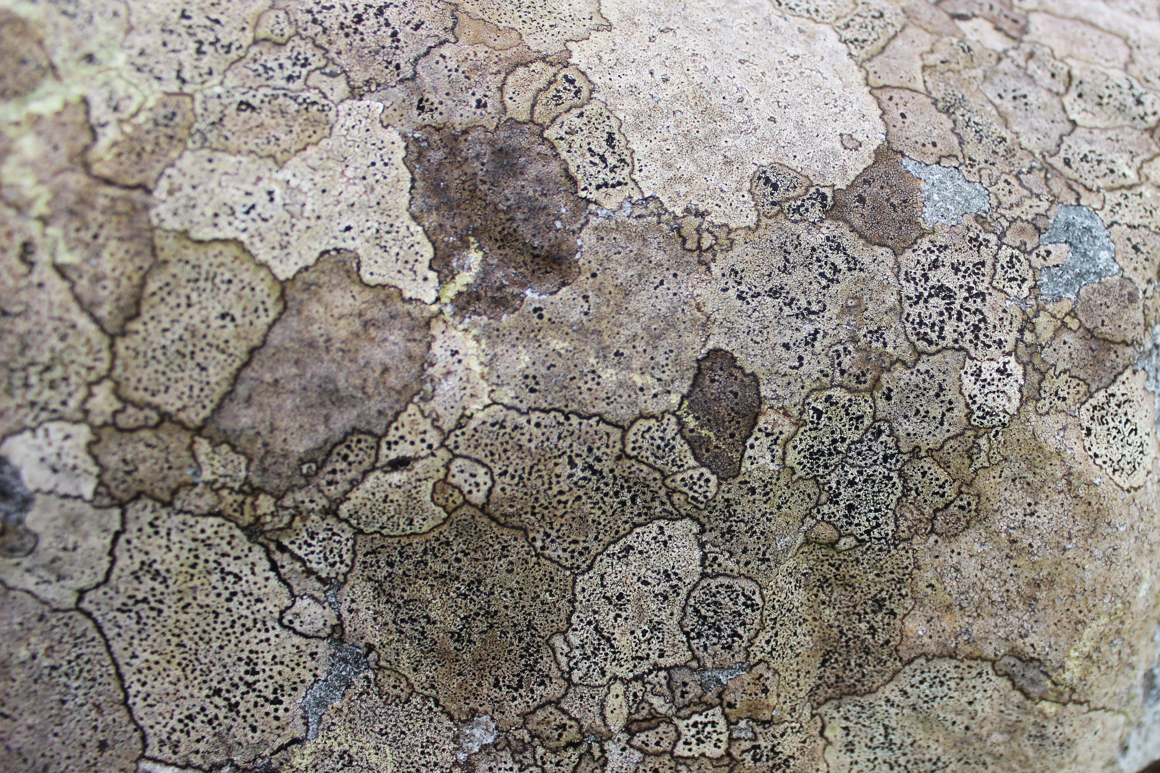 Lichen Map