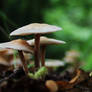 Forest Mushrooms