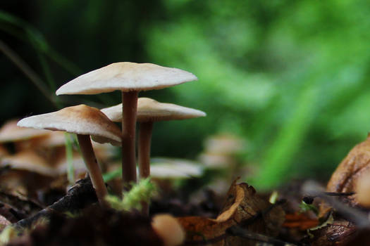 Forest Mushrooms