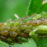 Aphids