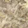Sheep wool texture