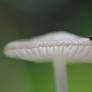 mushroom