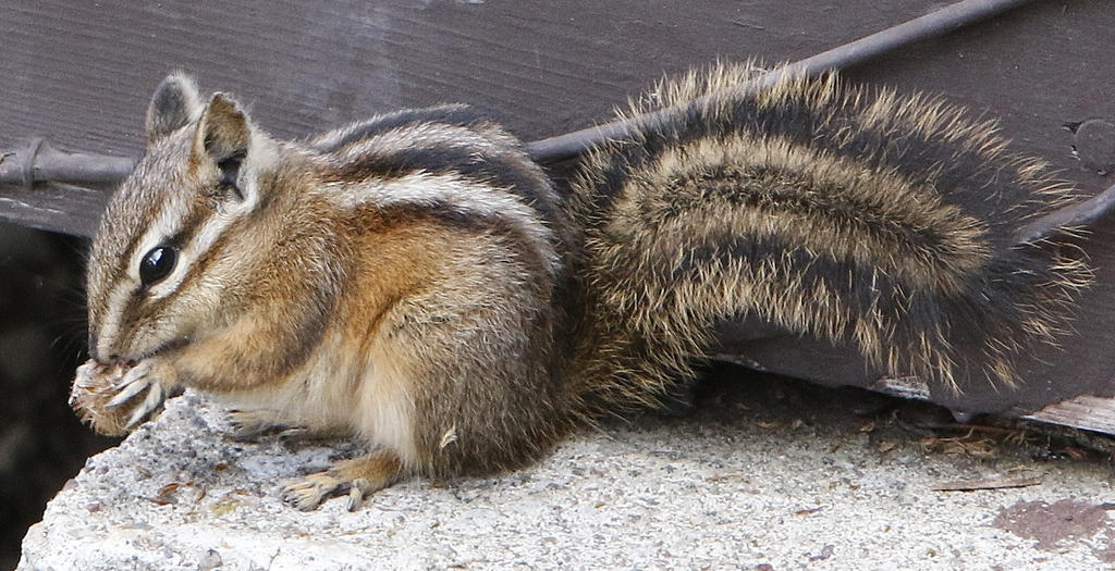 chipmonk by gerryg40 on DeviantArt