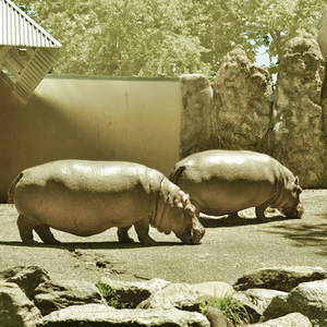 Two Grazing Hippos