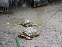 Tortoises in the Rain-Taipei Zoo