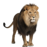 Lion Stock 1 PNG