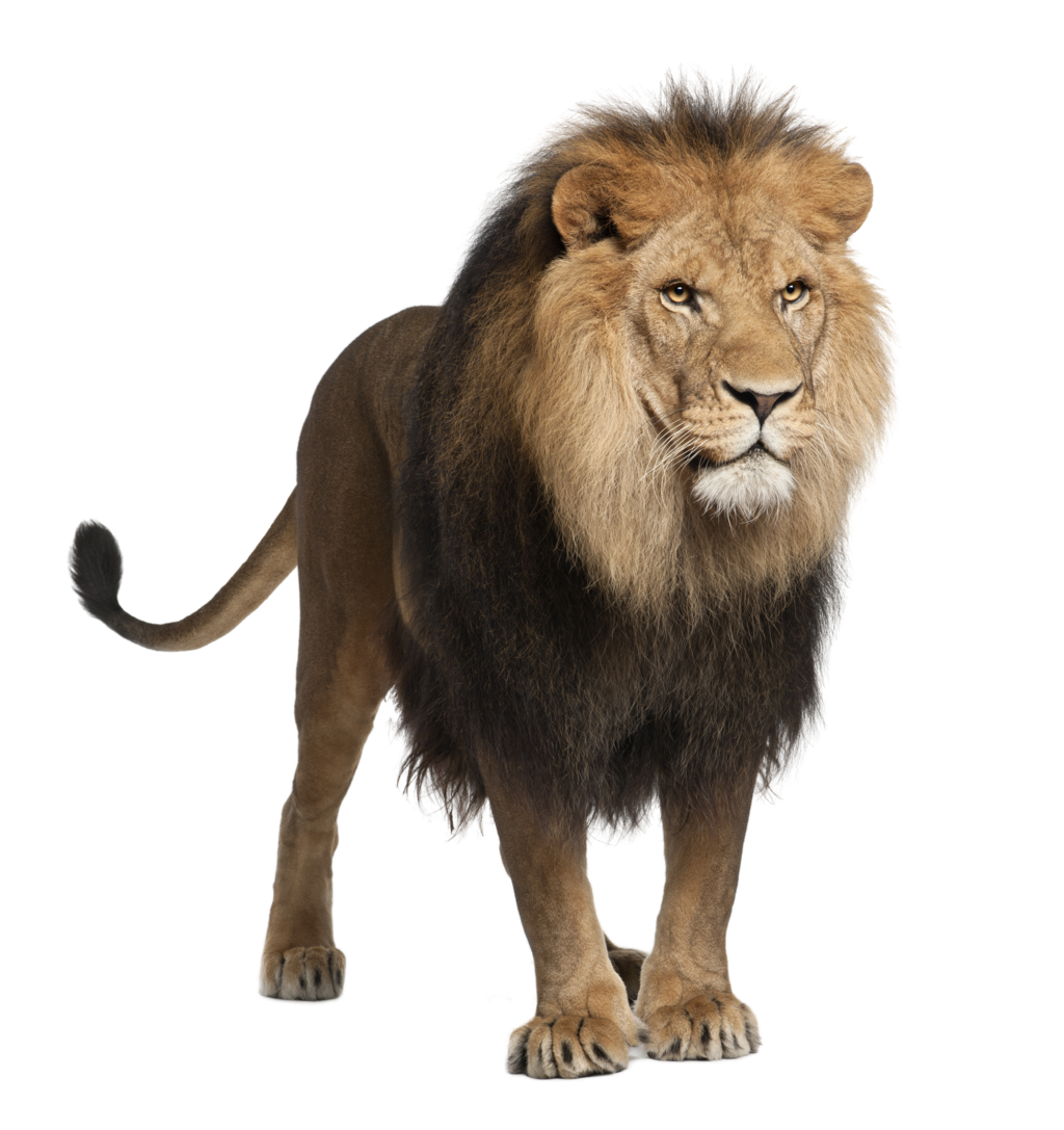 Lion Stock 1 PNG