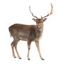Deer Stock 1 (1-3)