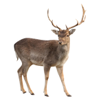 Deer Stock 1 (1-3)