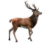 Deer PNG Stock 2 (2-3)
