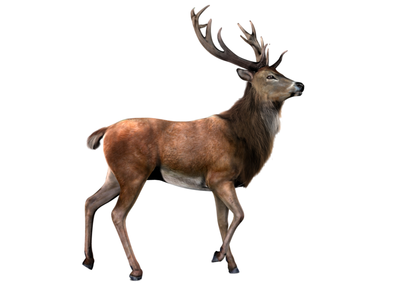 Deer PNG Stock 2 (2-3)