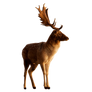 Deer PNG Stock 3 (3-3)