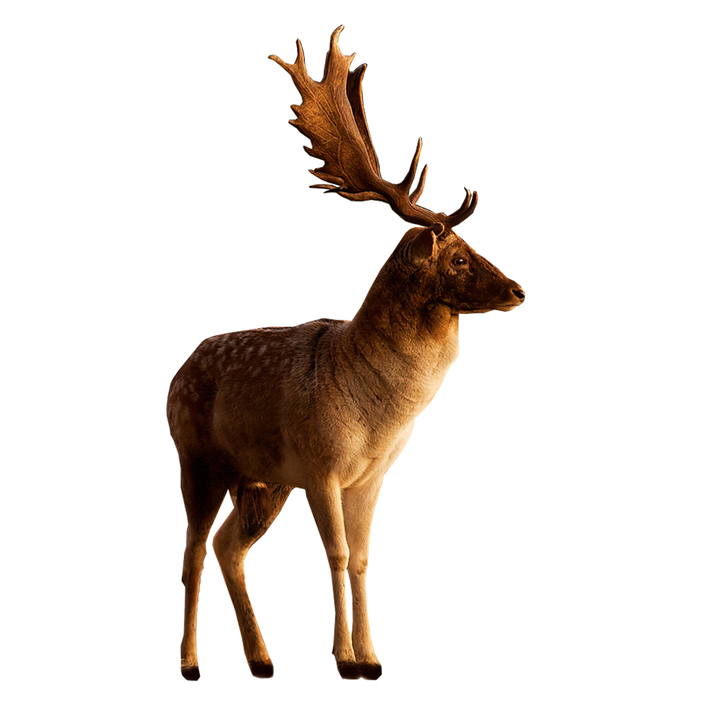 Deer PNG Stock 3 (3-3)