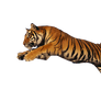 Tiger Stock 1