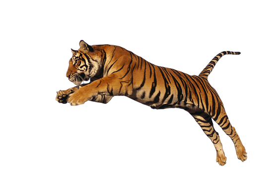 Tiger Stock 1