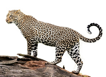 Jaguar PNG Stock 2 (2-3)