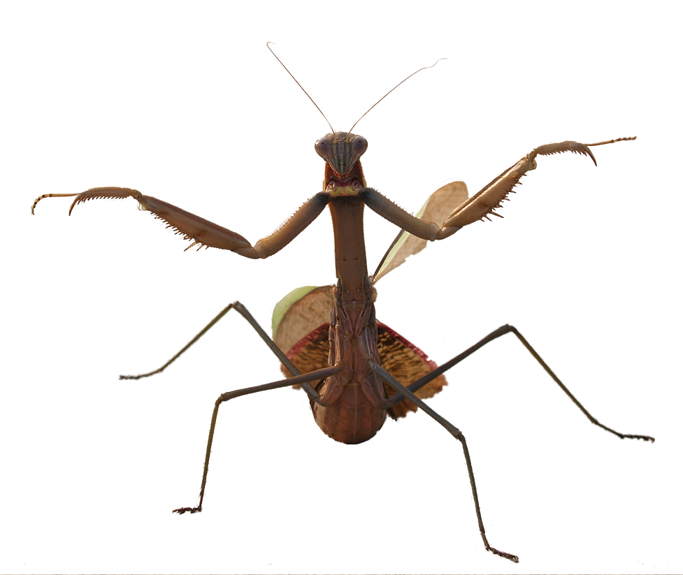 Praying Mantis PNG Stock