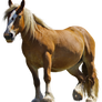 Horse PNG Stock 1