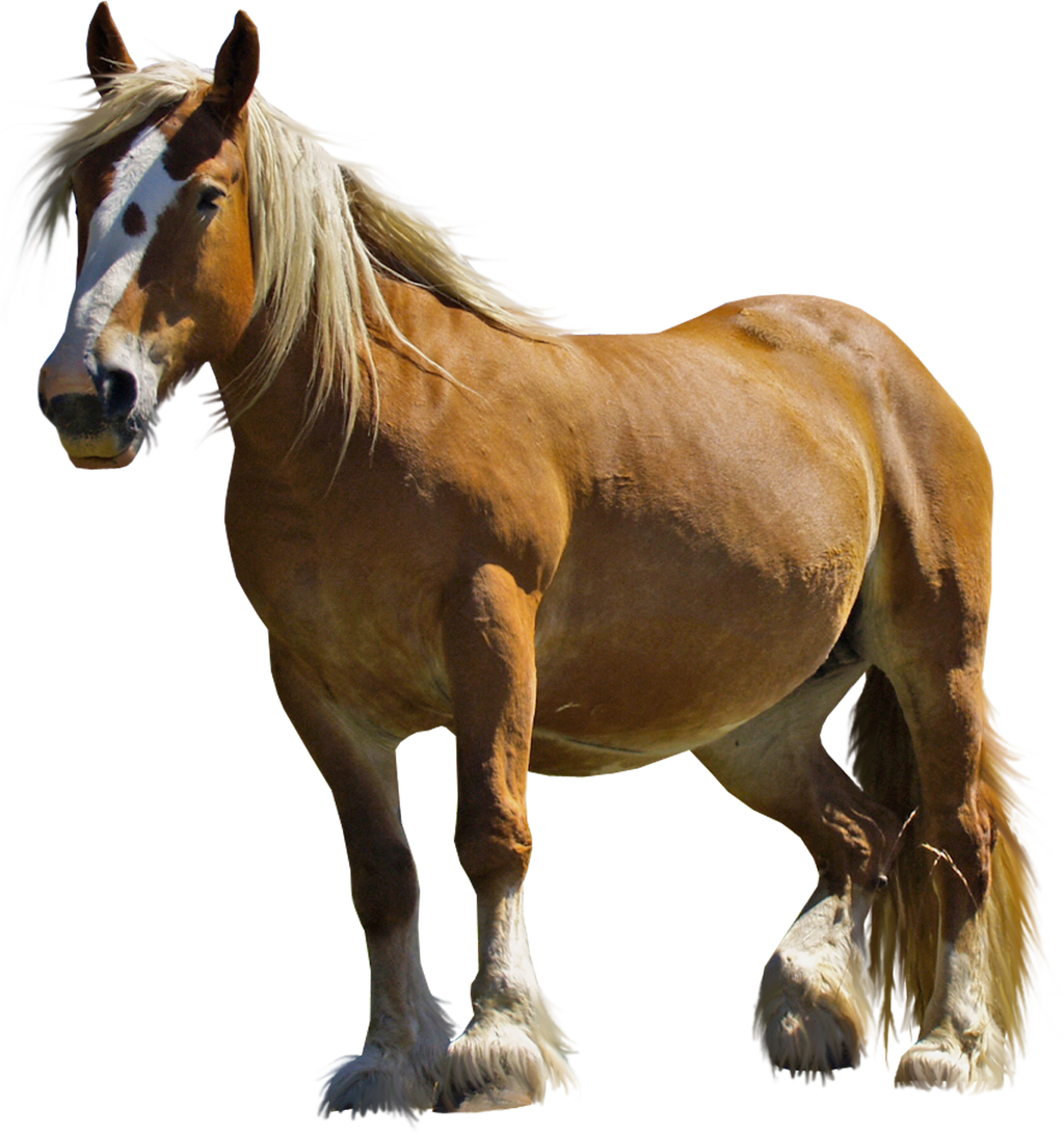 Horse PNG Stock 1