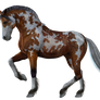 Horse PNG Stock 2