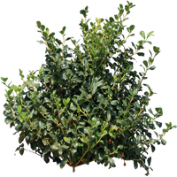 Bush PNG STOCK 2