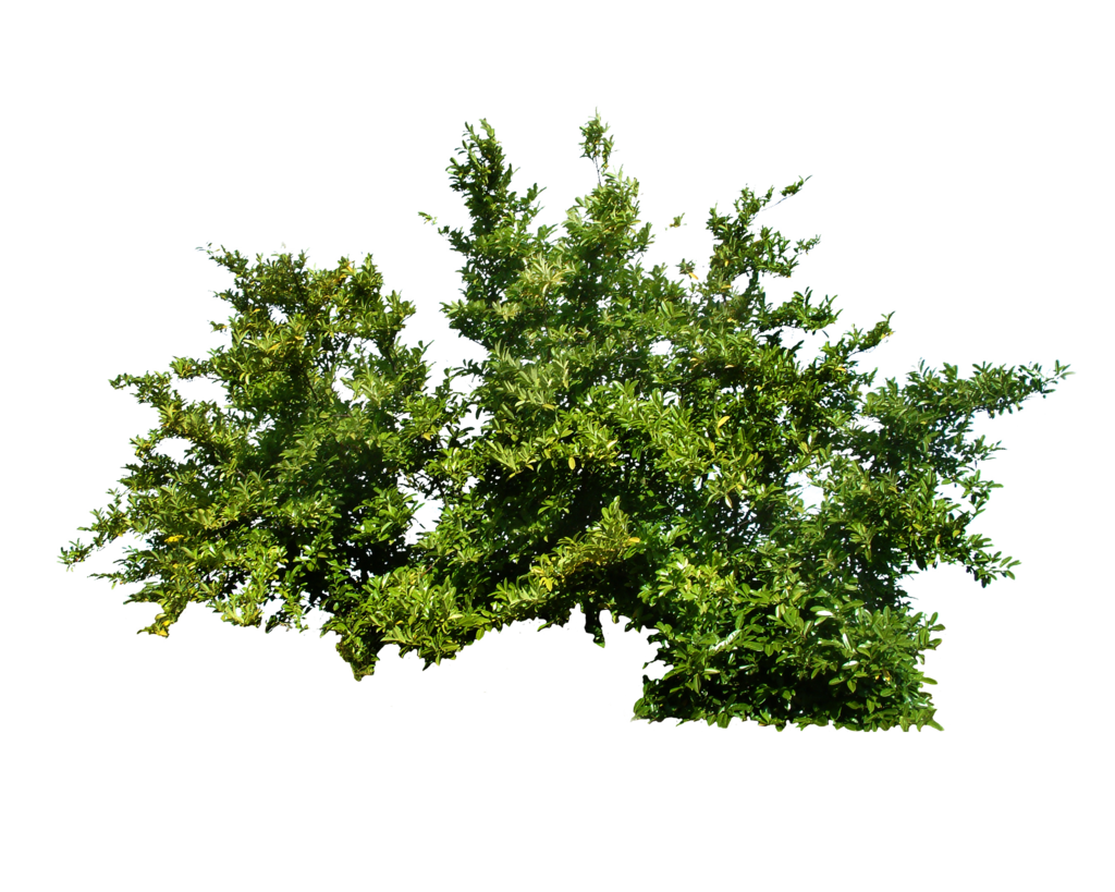 Bush PNG Stock 4 by Gilgamesh-Art