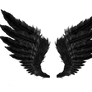 Black Wings PNG Stock