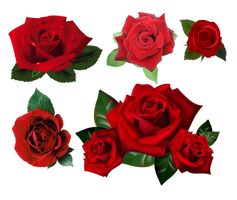 Roses Pack PNG Stock