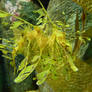 Monterey Sea Dragon