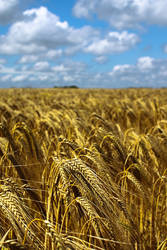 Growing Bread