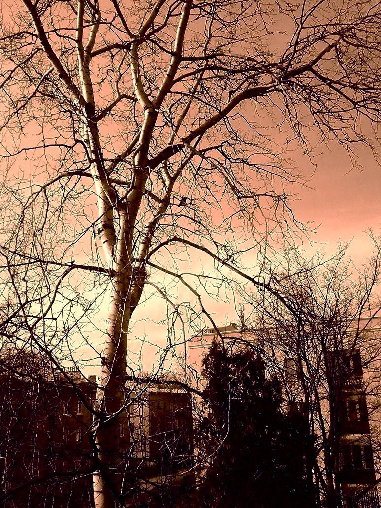 Sepia Sky by gatomonnivea on DeviantArt