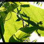 lizard on a leaf