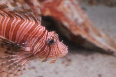 Zebra Lionfish