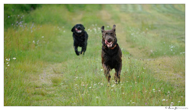 Running dogs